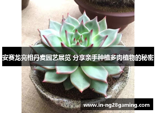 安赛龙亮相丹麦园艺展览 分享亲手种植多肉植物的秘密